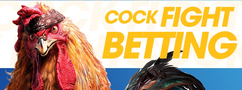 24KBET Cockfight Best Betting Experience